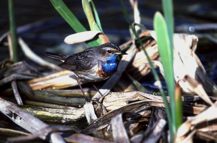 Luscinia svecica ssp. cyanecula